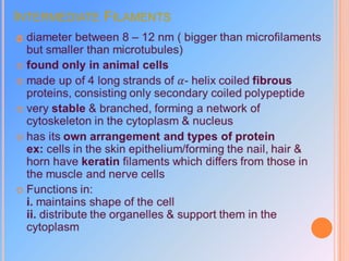 INTERMEDIATE FILAMENTS

 