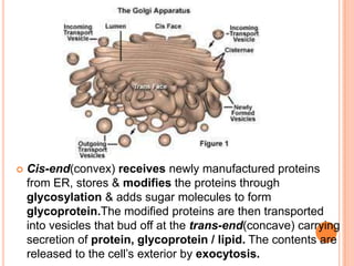  Cis-end(convex) receives newly manufactured proteins
from ER, stores & modifies the proteins through
glycosylation & adds sugar molecules to form
glycoprotein.The modified proteins are then transported
into vesicles that bud off at the trans-end(concave) carrying
secretion of protein, glycoprotein / lipid. The contents are
released to the cell’s exterior by exocytosis.
 