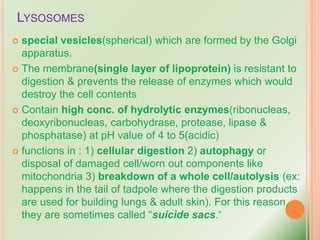 LYSOSOMES
 special vesicles(spherical) which are formed by the Golgi
apparatus.
 The membrane(single layer of lipoprotein) is resistant to
digestion & prevents the release of enzymes which would
destroy the cell contents
 Contain high conc. of hydrolytic enzymes(ribonucleas,
deoxyribonucleas, carbohydrase, protease, lipase &
phosphatase) at pH value of 4 to 5(acidic)
 functions in : 1) cellular digestion 2) autophagy or
disposal of damaged cell/worn out components like
mitochondria 3) breakdown of a whole cell/autolysis (ex:
happens in the tail of tadpole where the digestion products
are used for building lungs & adult skin). For this reason,
they are sometimes called “suicide sacs.”
 