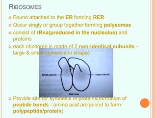 RIBOSOMES
 Found attached to the ER forming RER
 Occur singly or group together forming polysomes
 consist of rRna(produced in the nucleolus) and
proteins
 each ribosome is made of 2 non-identical subunits –
large & small (spheroid in shape)
 Provide site for synthesis of proteins(formation of
peptide bonds - amino acid are joined to form
polypeptide/protein)
 