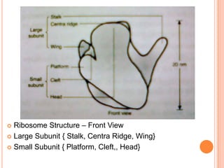  Ribosome Structure – Front View
 Large Subunit { Stalk, Centra Ridge, Wing}
 Small Subunit { Platform, Cleft,, Head}
 