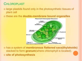 CHLOROPLAST
 large plastids found only in the photosynthetic tissues of
plant cell
 these are the double-membrane bound organelles
 has a system of membranous flattened sacs(thylakoids)
stacked to form granum(where chlorophyll is located).
 site of photosynthesis
 