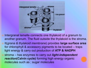  Intergranal lamella connects one thylakoid of a granum to
another granum. The fluid outside the thylakoid is the stroma.
 It(grana & thylakoid membrane) provides large surface area
for chlorophyll & accessory pigments to be located – traps
light energy & carry out production of ATP & NADPH
 stroma – has enzymes to carry out light-independent
reaction(Calvin cycle) forming high energy organic
molecules such as ; sugar molecules
 