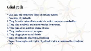 Cells of the Nervous System- Glial cells I Macroglia and Microglia I ...