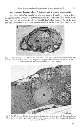 Cellular damage to phytophthora infestans in tomato leaves treated with ...