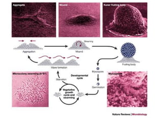 Cellular differentiation | PPTX