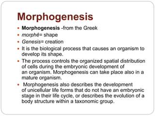 Morphogenesis Examples Cellular differentiation | PPTX