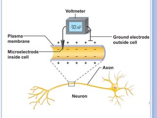 Cellular Electrogram Cellular electrophysiology | PDF