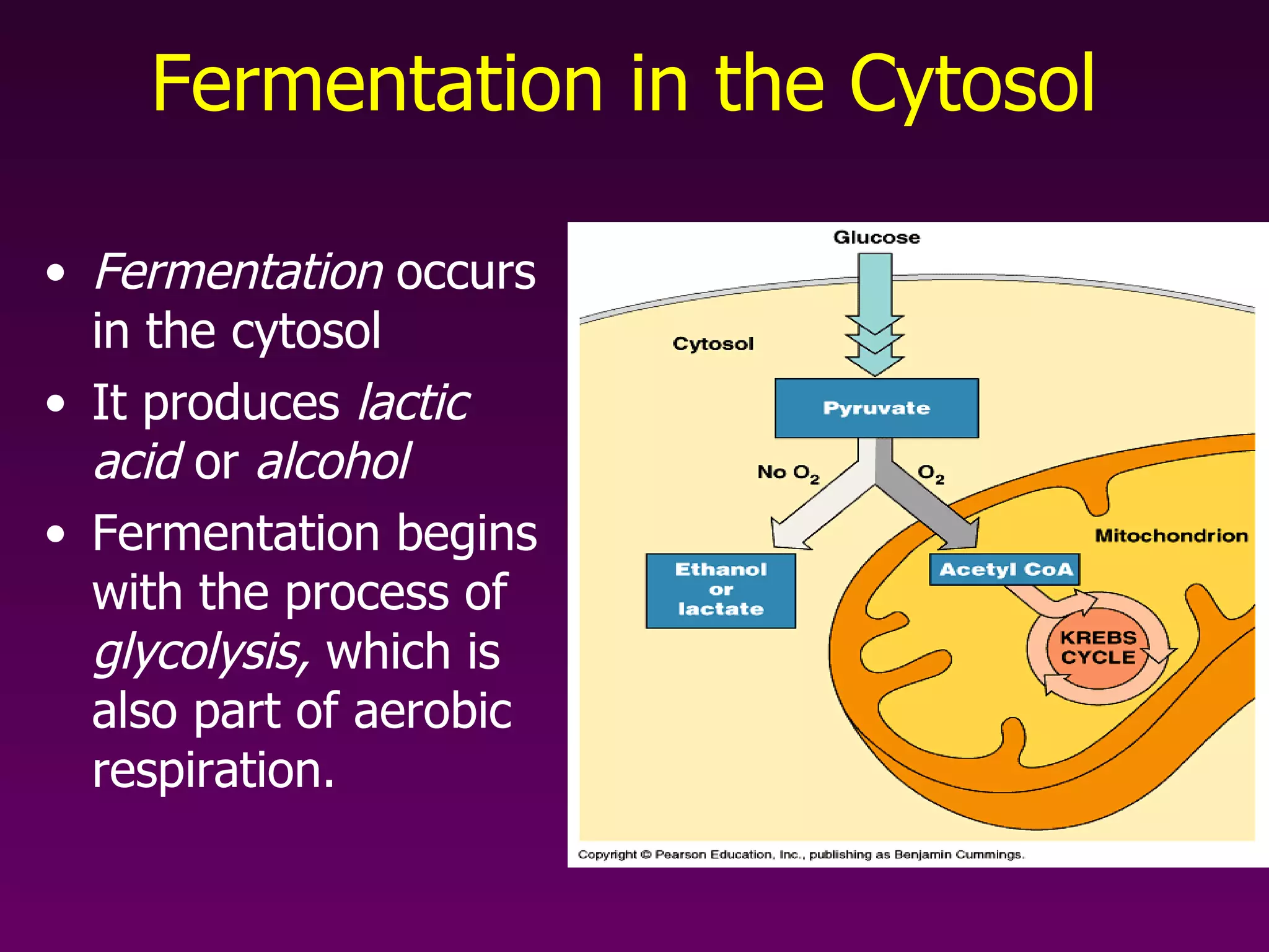 Fermentation in the Cytosol Fermentation  occurs in the cytosol It produces  lactic acid  or  alcohol Fermentation begins with the process of  glycolysis,  which is also part of aerobic respiration. 