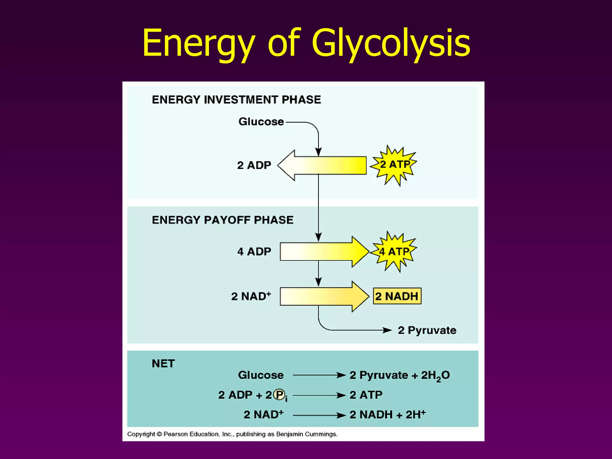 Energy of Glycolysis 