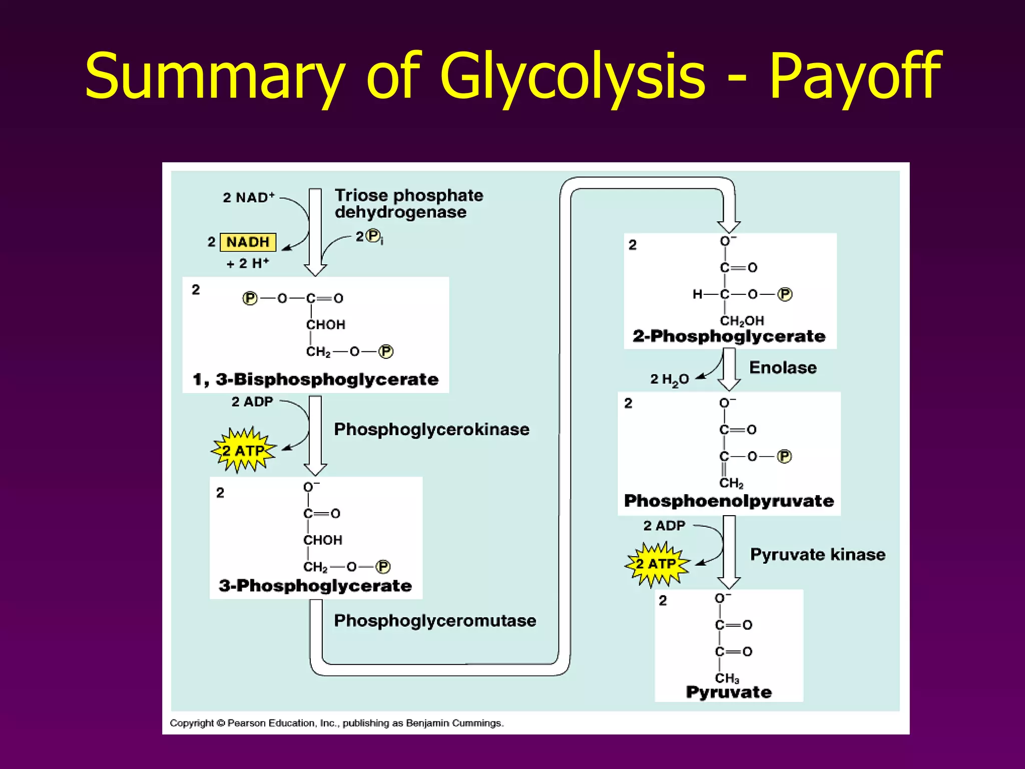 Summary of Glycolysis - Payoff 