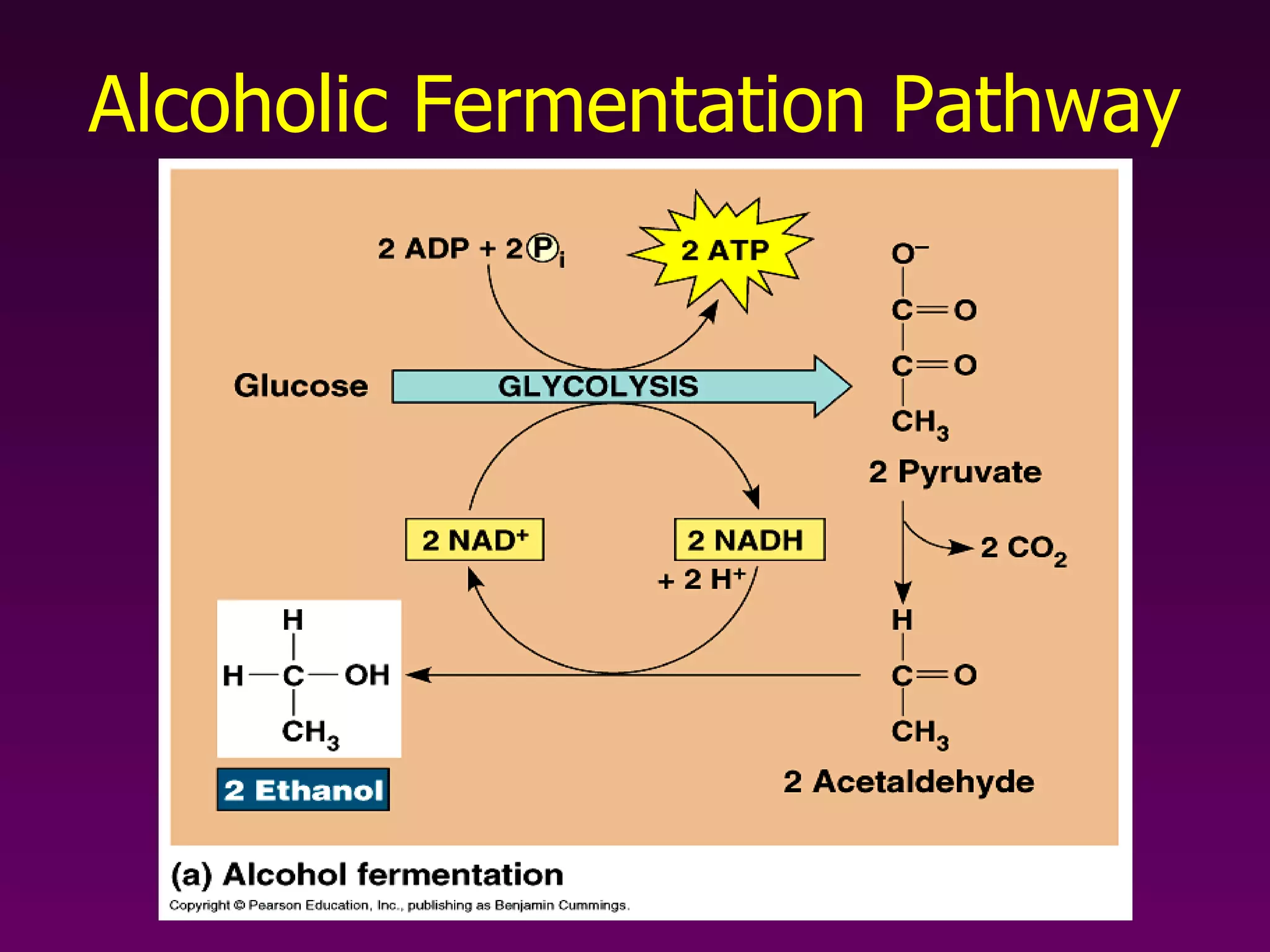 Alcoholic Fermentation Pathway 