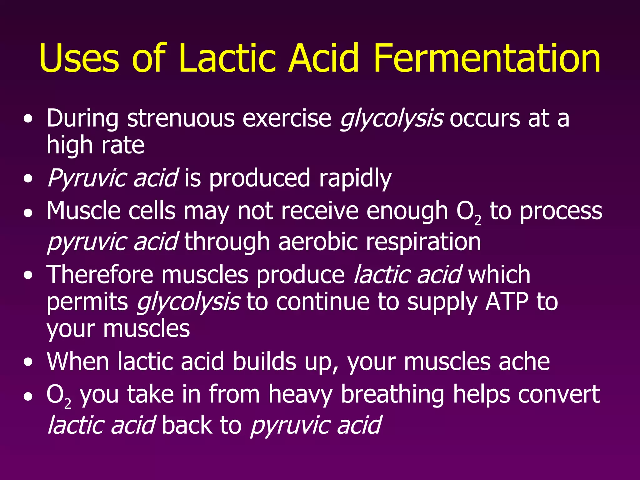Uses of Lactic Acid Fermentation During strenuous exercise  glycolysis  occurs at a high rate Pyruvic acid  is produced rapidly Muscle cells may not receive enough O 2  to process  pyruvic acid  through aerobic respiration Therefore muscles produce  lactic acid  which permits  glycolysis  to continue to supply ATP to your muscles When lactic acid builds up, your muscles ache O 2  you take in from heavy breathing helps convert  lactic acid  back to  pyruvic acid 