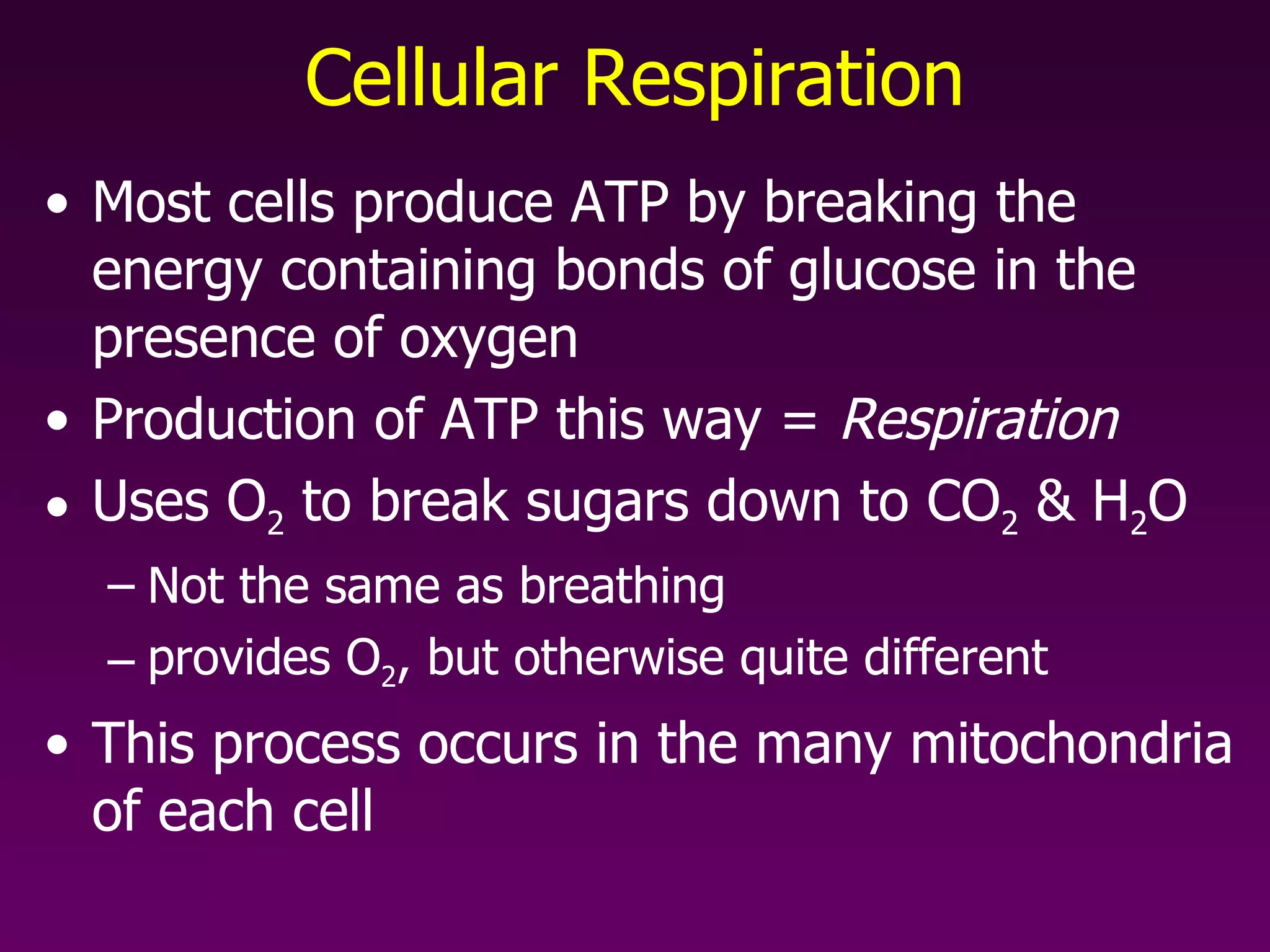 Cellular Respiration Most cells produce ATP by breaking the energy containing bonds of glucose in the presence of oxygen Production of ATP this way =  Respiration Uses O 2  to break sugars down to CO 2  & H 2 O Not the same as breathing  provides O 2 , but otherwise quite different This process occurs in the many mitochondria of each cell 