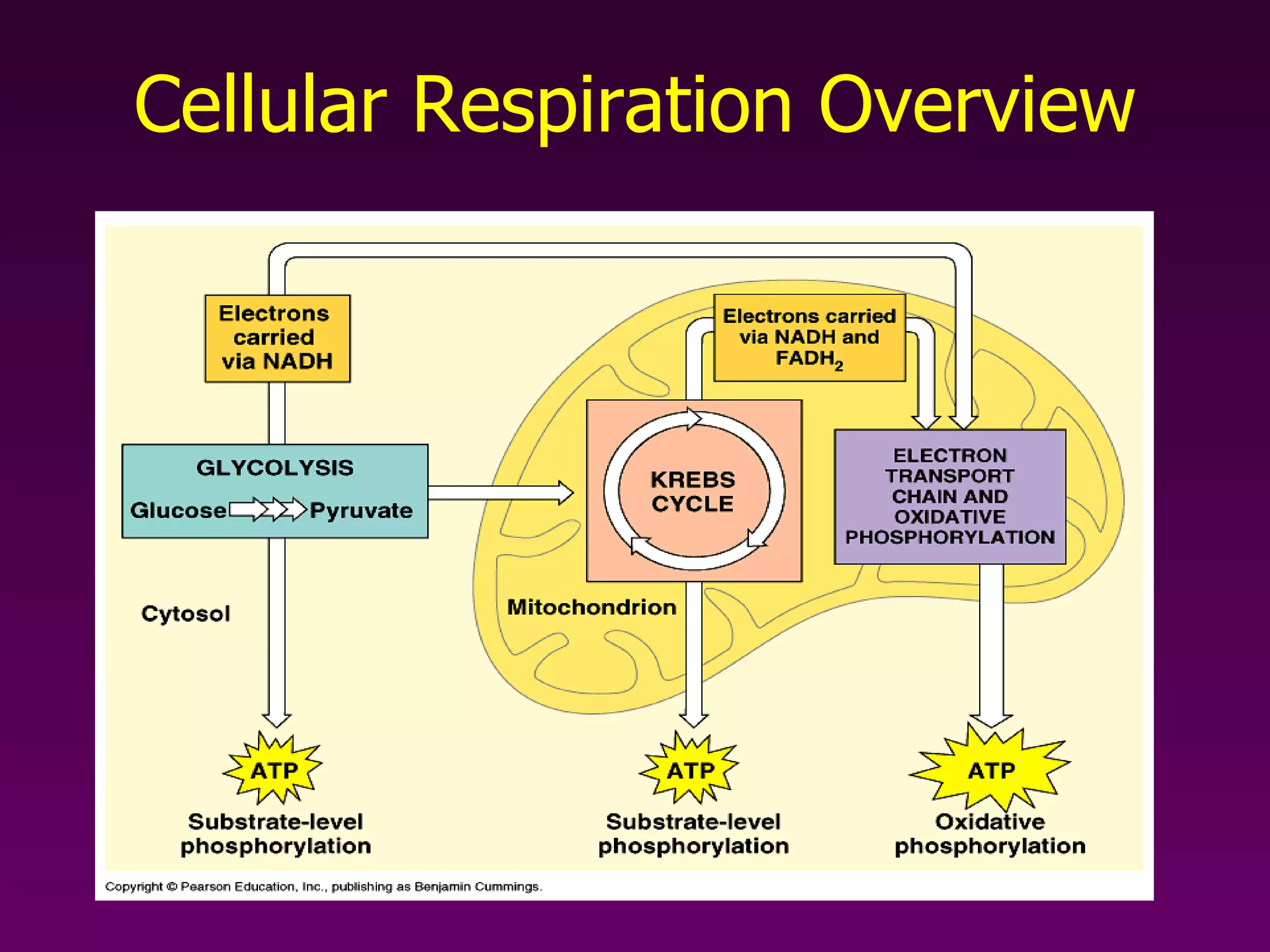 Cellular Respiration Overview 
