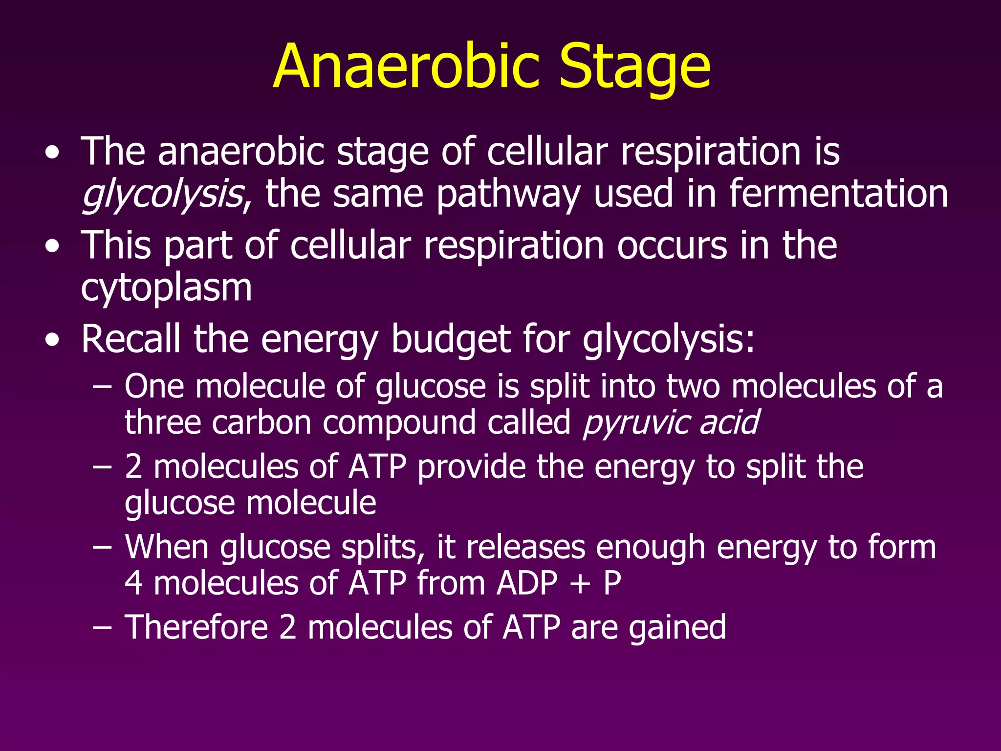 Anaerobic Stage The anaerobic stage of cellular respiration is  glycolysis , the same pathway used in fermentation This part of cellular respiration occurs in the cytoplasm  Recall the energy budget for glycolysis: One molecule of glucose is split into two molecules of a three carbon compound called  pyruvic acid 2 molecules of ATP provide the energy to split the glucose molecule When glucose splits, it releases enough energy to form 4 molecules of ATP from ADP + P Therefore 2 molecules of ATP are gained 