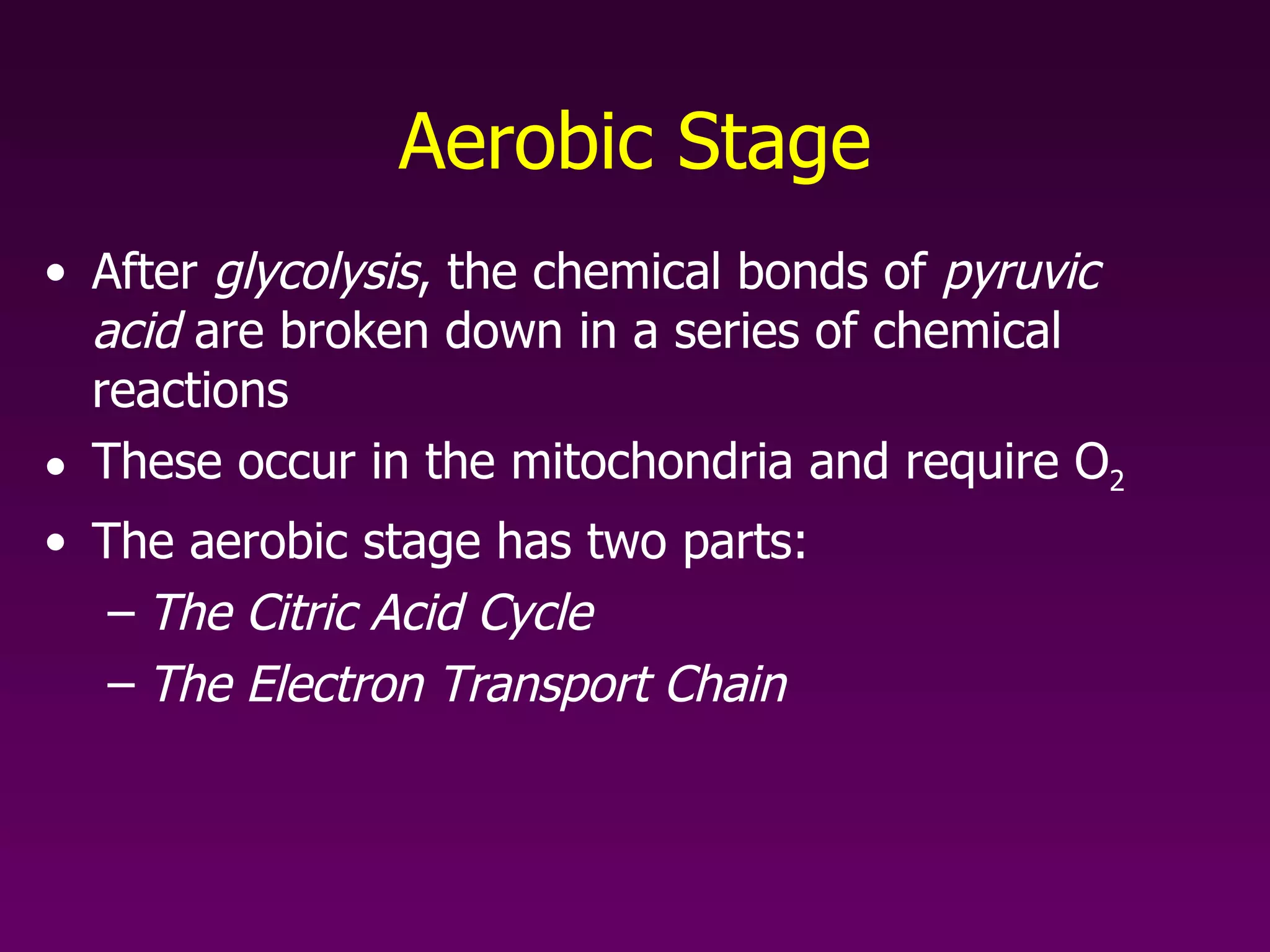 Aerobic Stage After  glycolysis , the chemical bonds of  pyruvic acid  are broken down in a series of chemical reactions These occur in the mitochondria and require O 2 The aerobic stage has two parts: The Citric Acid Cycle The Electron Transport Chain 
