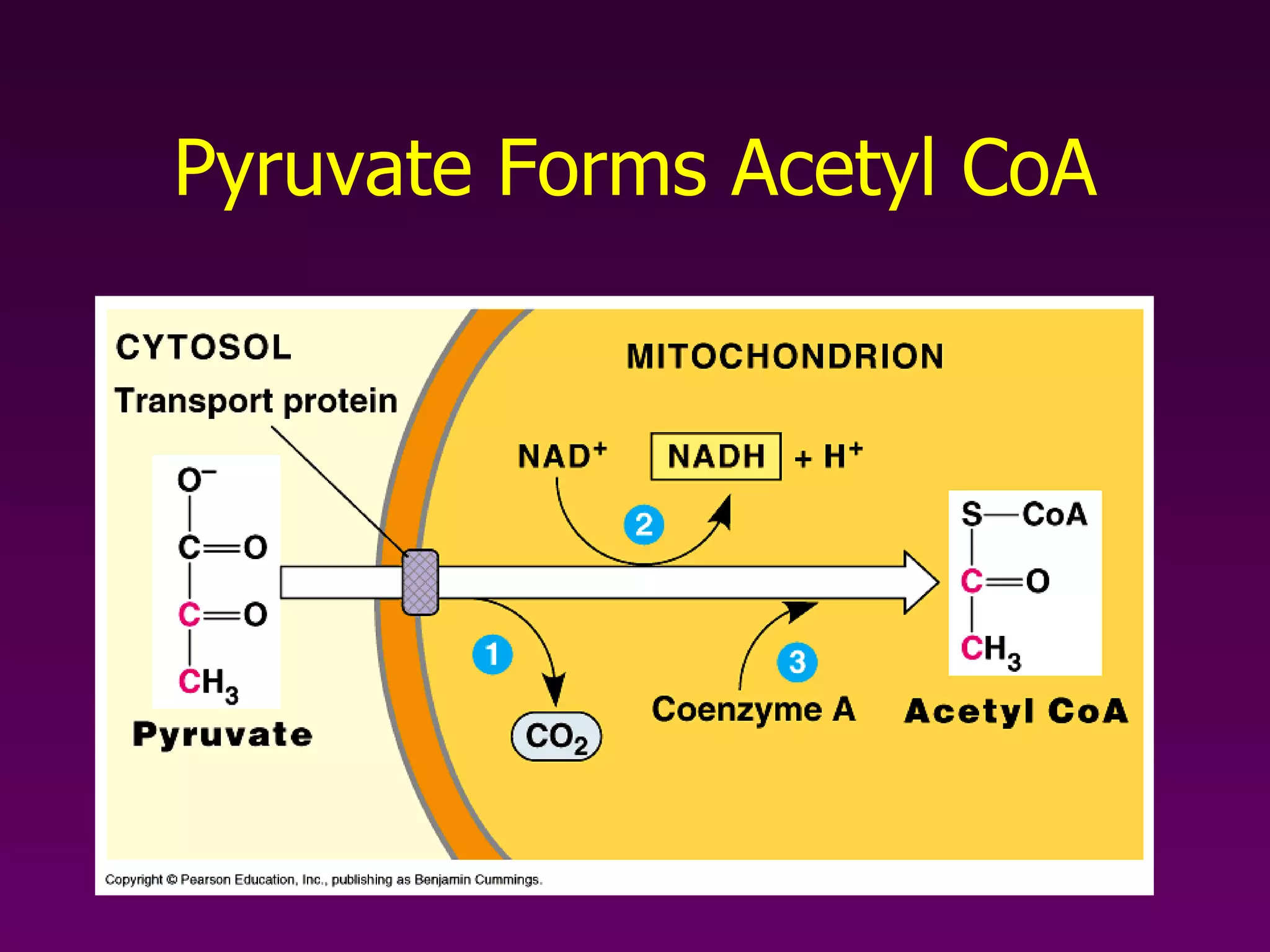 Pyruvate Forms Acetyl CoA 