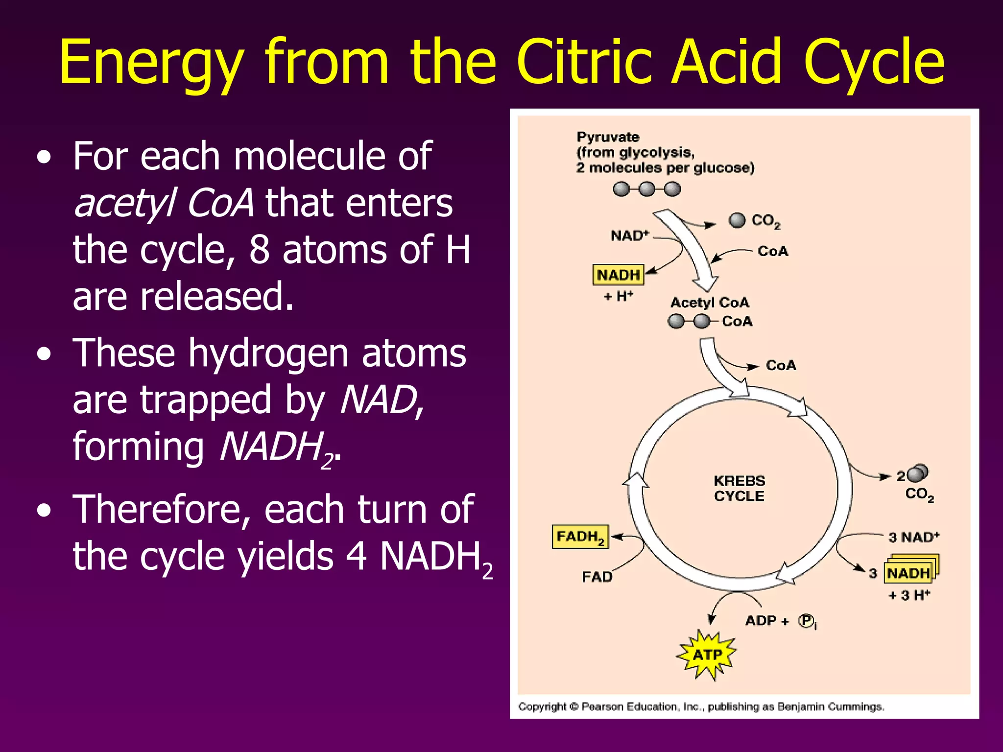 Energy from the Citric Acid Cycle For each molecule of  acetyl CoA  that enters the cycle, 8 atoms of H are released.  These hydrogen atoms are trapped by  NAD , forming  NADH 2 . Therefore, each turn of the cycle yields 4 NADH 2 