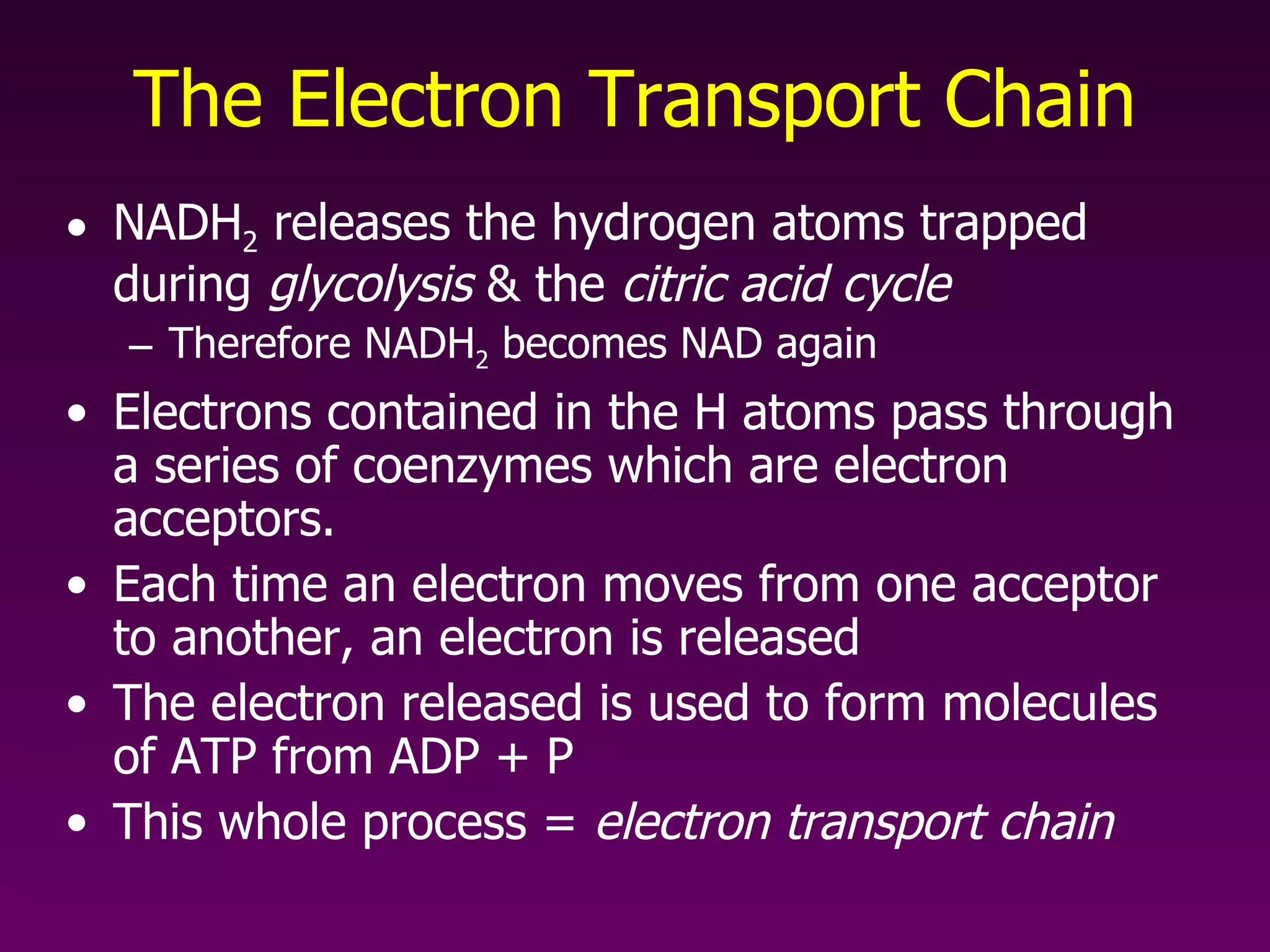 The Electron Transport Chain NADH 2  releases the hydrogen atoms trapped during  glycolysis  & the  citric acid cycle Therefore NADH 2  becomes NAD again Electrons contained in the H atoms pass through a series of coenzymes which are electron acceptors. Each time an electron moves from one acceptor to another, an electron is released The electron released is used to form molecules of ATP from ADP + P This whole process =  electron transport chain  
