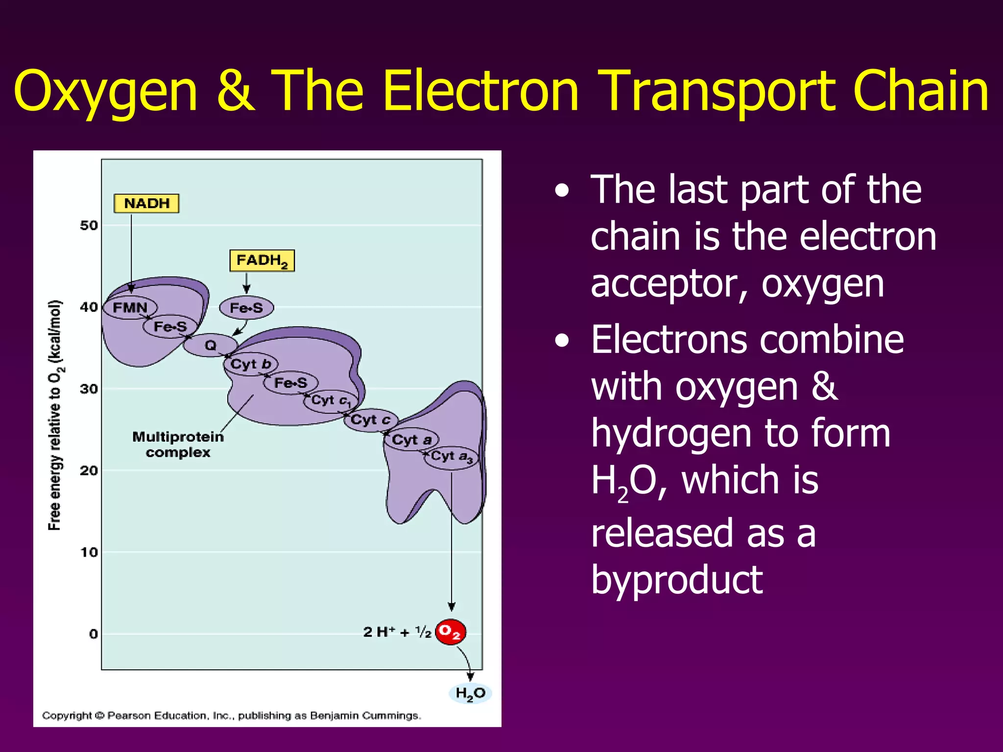 Oxygen & The Electron Transport Chain The last part of the chain is the electron acceptor, oxygen Electrons combine with oxygen & hydrogen to form H 2 O, which is released as a byproduct 
