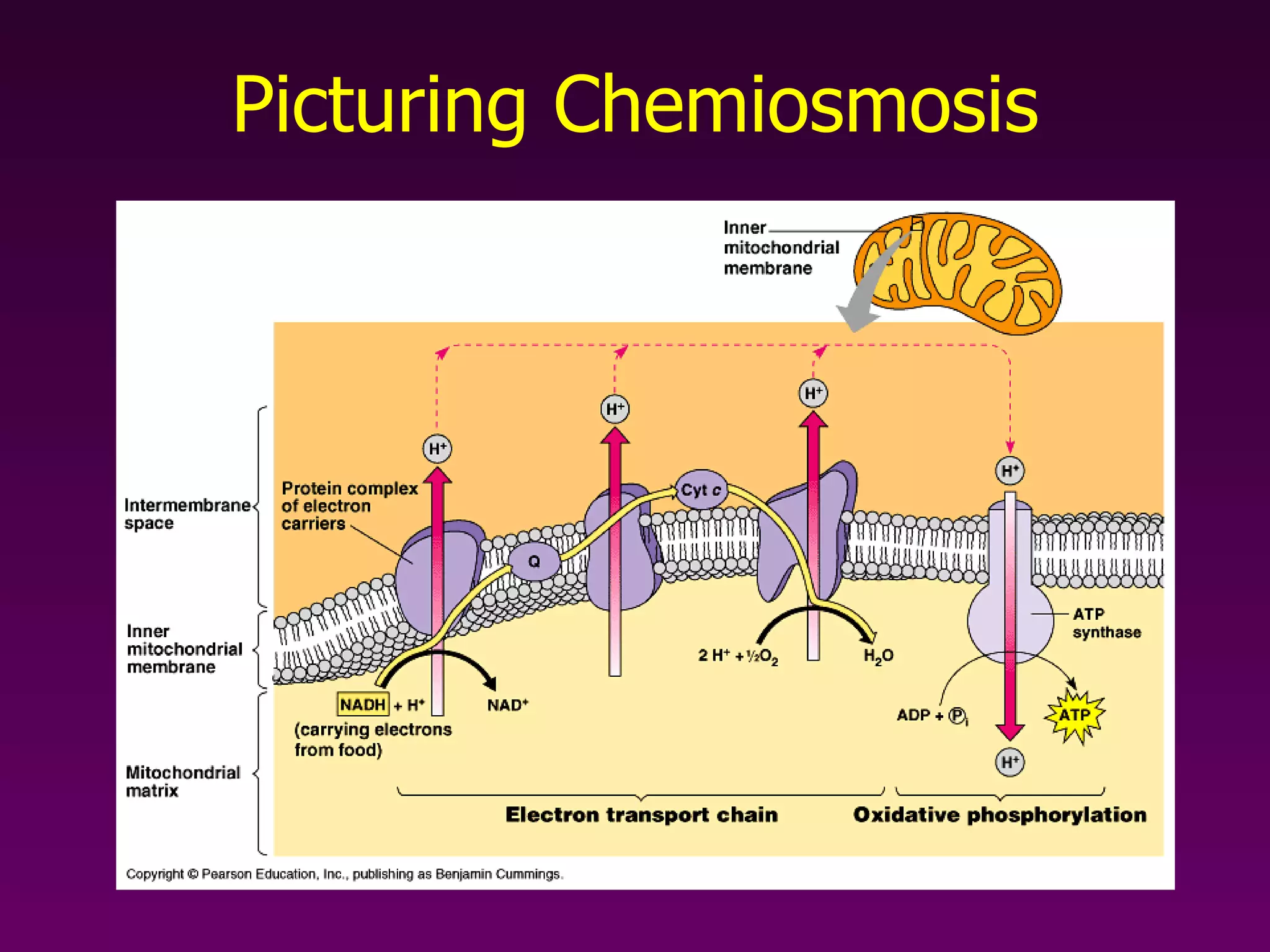 Picturing Chemiosmosis 
