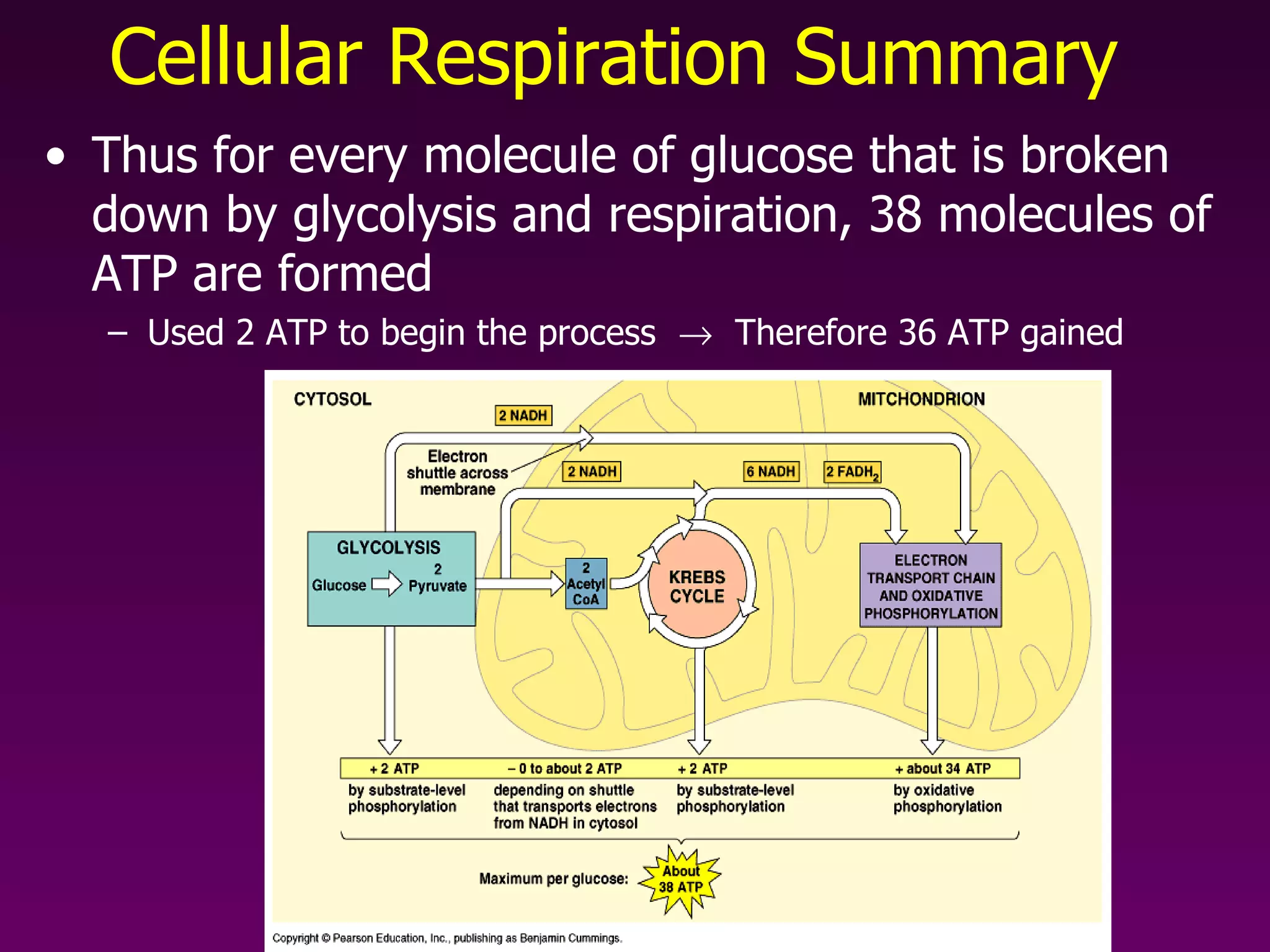 Cellular Respiration Summary Thus for every molecule of glucose that is broken down by glycolysis and respiration, 38 molecules of ATP are formed Used 2 ATP to begin the process     Therefore 36 ATP gained 