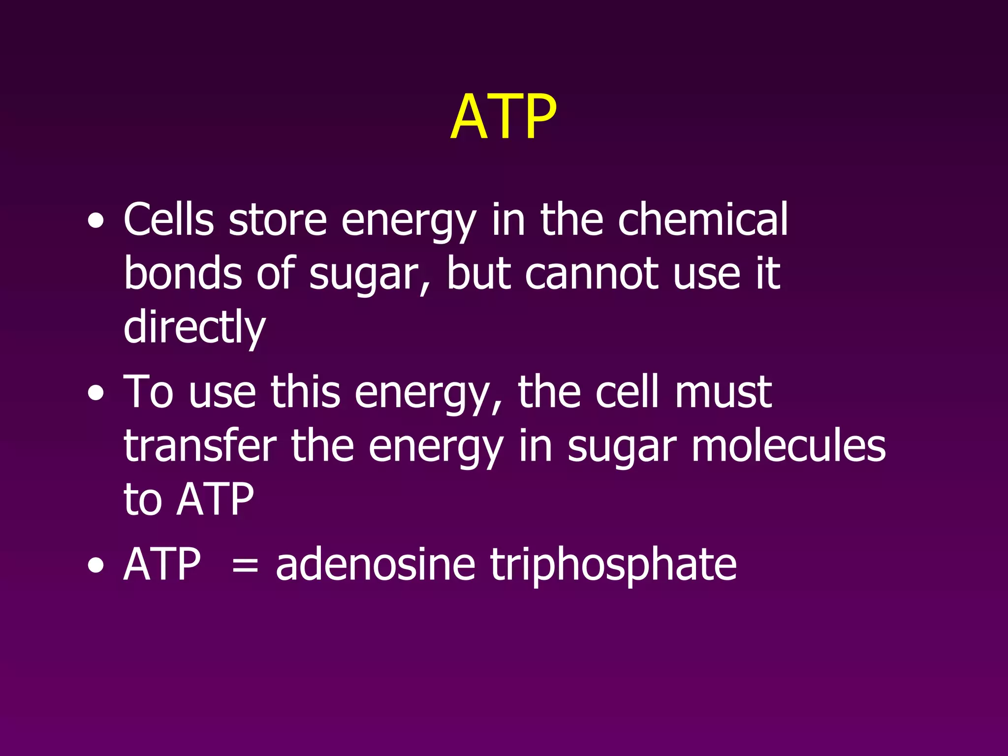 ATP Cells store energy in the chemical bonds of sugar, but cannot use it directly To use this energy, the cell must transfer the energy in sugar molecules to ATP ATP  = adenosine triphosphate 