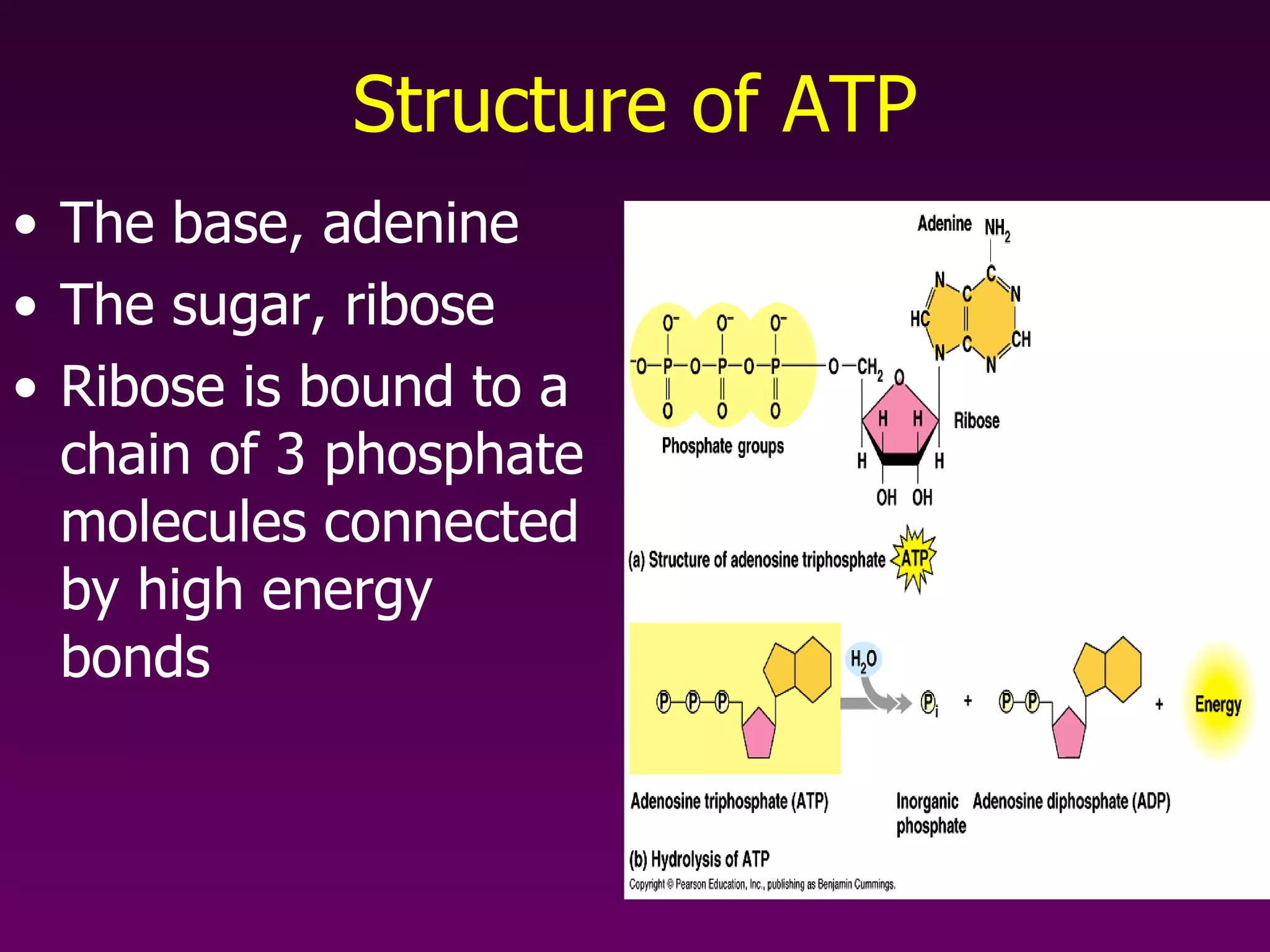 Structure of ATP The base, adenine The sugar, ribose Ribose is bound to a chain of 3 phosphate molecules connected by high energy bonds 