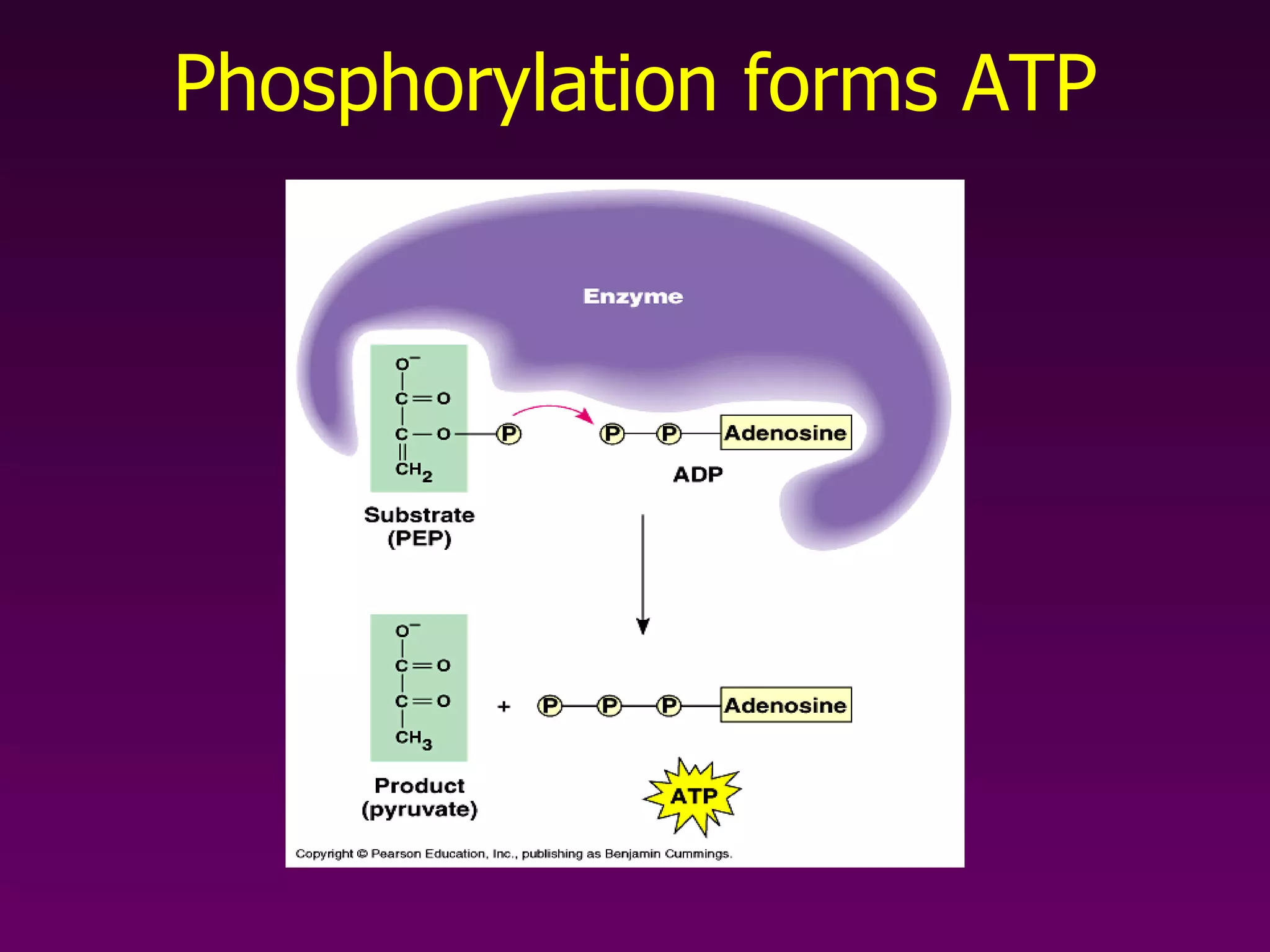 Phosphorylation forms ATP 