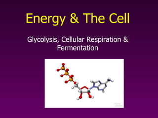 Energy & The Cell Glycolysis, Cellular Respiration & Fermentation 