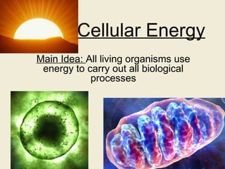 Comprehensive Overview of Cellular Energy: Photosynthesis, Respiration ...