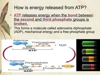 Comprehensive Overview of Cellular Energy: Photosynthesis, Respiration ...
