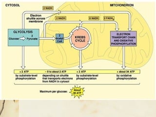 Comprehensive Overview of Cellular Energy: Photosynthesis, Respiration ...
