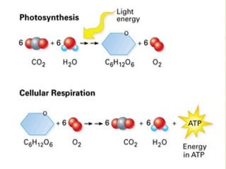 Comprehensive Overview of Cellular Energy: Photosynthesis, Respiration ...