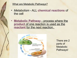 Comprehensive Overview of Cellular Energy: Photosynthesis, Respiration ...