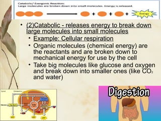 Comprehensive Overview of Cellular Energy: Photosynthesis, Respiration ...
