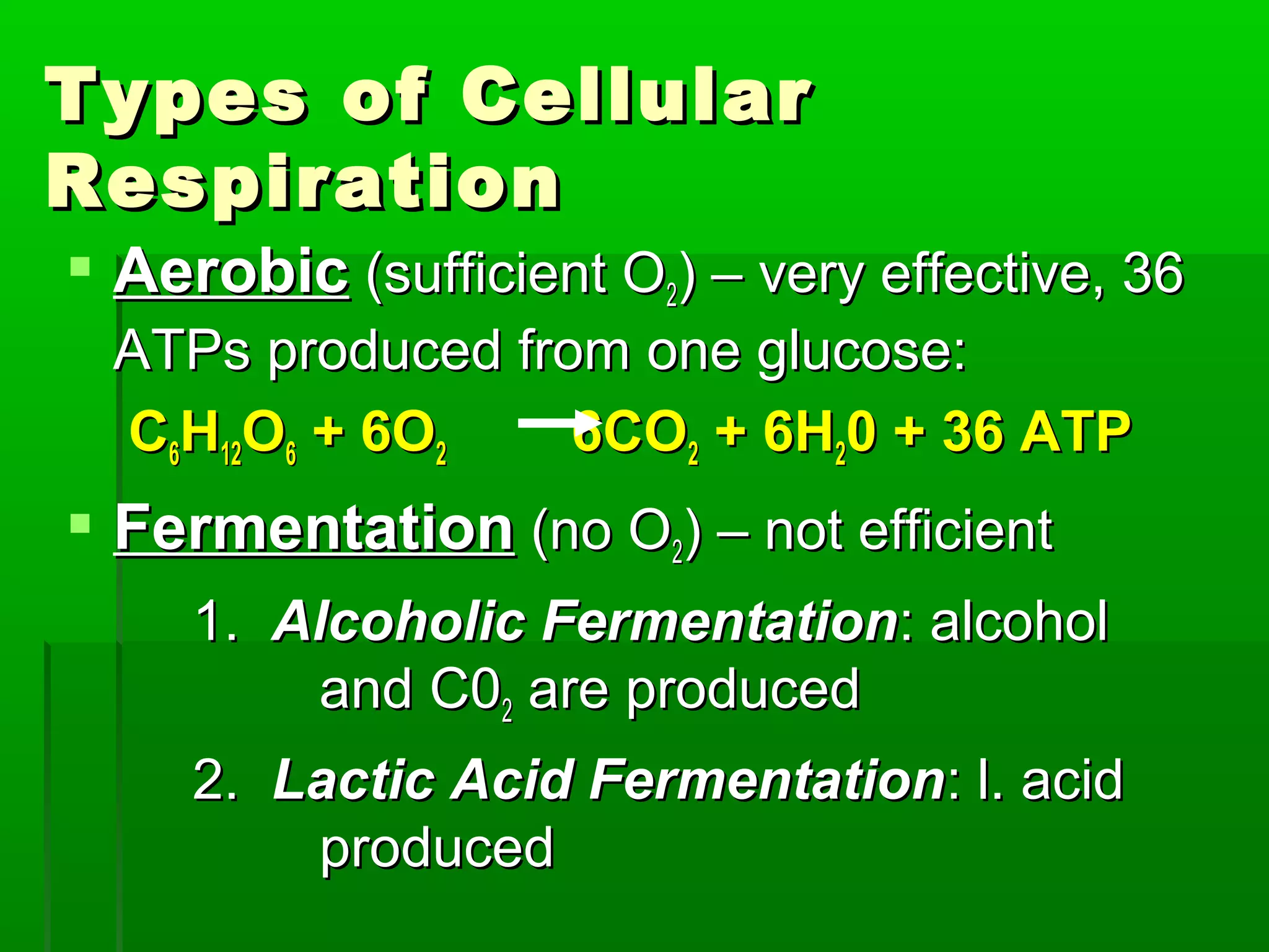 Types of Cellular
Respiration
 Aerobic (sufficient O2) – very effective, 36
 ATPs produced from one glucose:
 C6H12O6 + 6O2    6CO2 + 6H20 + 36 ATP
 Fermentation (no O2) – not efficient
     1. Alcoholic Fermentation: alcohol
         and C02 are produced
     2. Lactic Acid Fermentation: l. acid
         produced
 