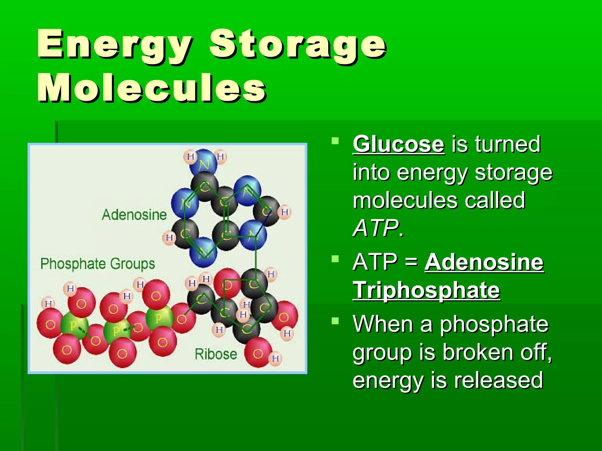 Energy Storage
Molecules
            Glucose is turned
             into energy storage
             molecules called
             ATP.
            ATP = Adenosine
             Triphosphate
            When a phosphate
             group is broken off,
             energy is released
 