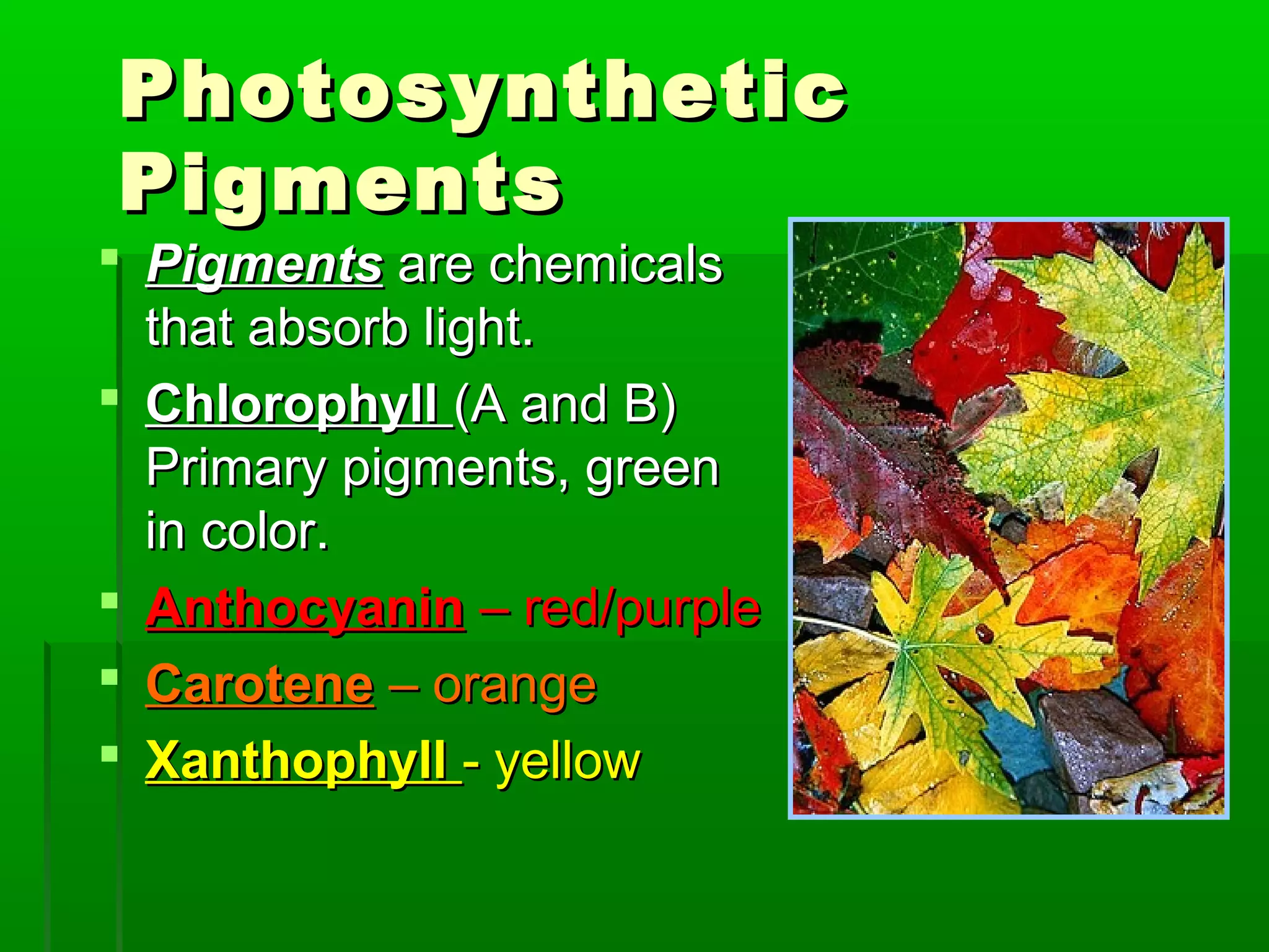 Photosynthetic
Pigments
 Pigments are chemicals
  that absorb light.
 Chlorophyll (A and B)
  Primary pigments, green
  in color.
 Anthocyanin – red/purple
 Carotene – orange
 Xanthophyll - yellow
 