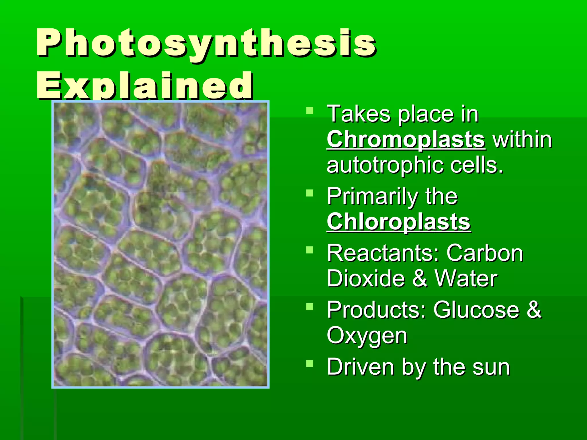 Photosynthesis
Explained
            Takes place in
             Chromoplasts within
             autotrophic cells.
            Primarily the
             Chloroplasts
            Reactants: Carbon
             Dioxide & Water
            Products: Glucose &
             Oxygen
            Driven by the sun
 