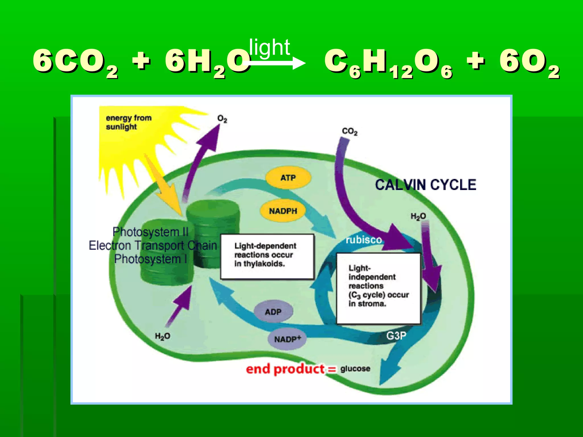 light
6CO 2 + 6H 2 O       C 6 H 12 O 6 + 6O 2
 