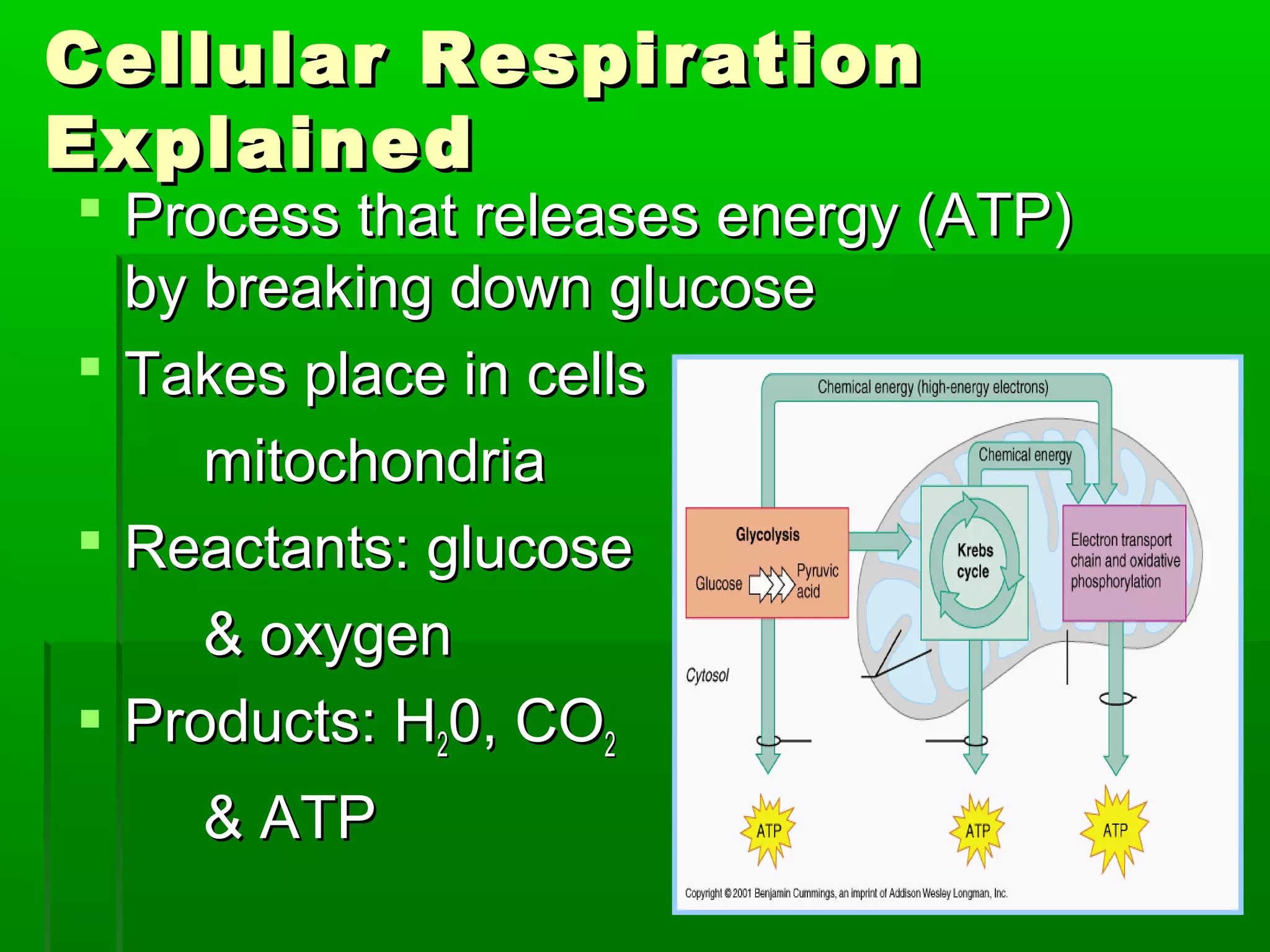 Cellular Respiration
Explained
 Process that releases energy (ATP)
  by breaking down glucose
 Takes place in cells
     mitochondria
 Reactants: glucose
     & oxygen
 Products: H20, CO2
    & ATP
 