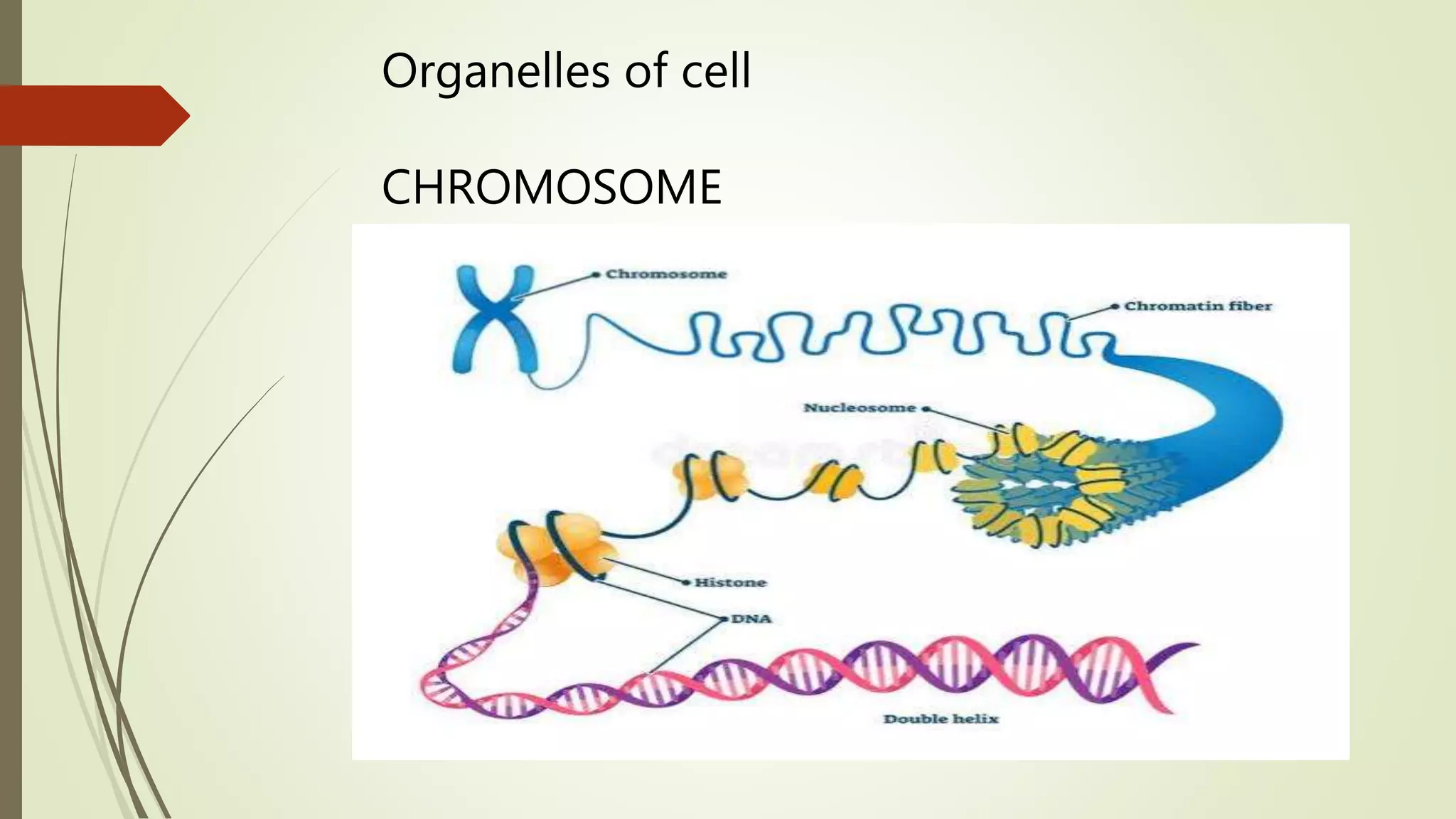 Organelles of cell
CHROMOSOME
 