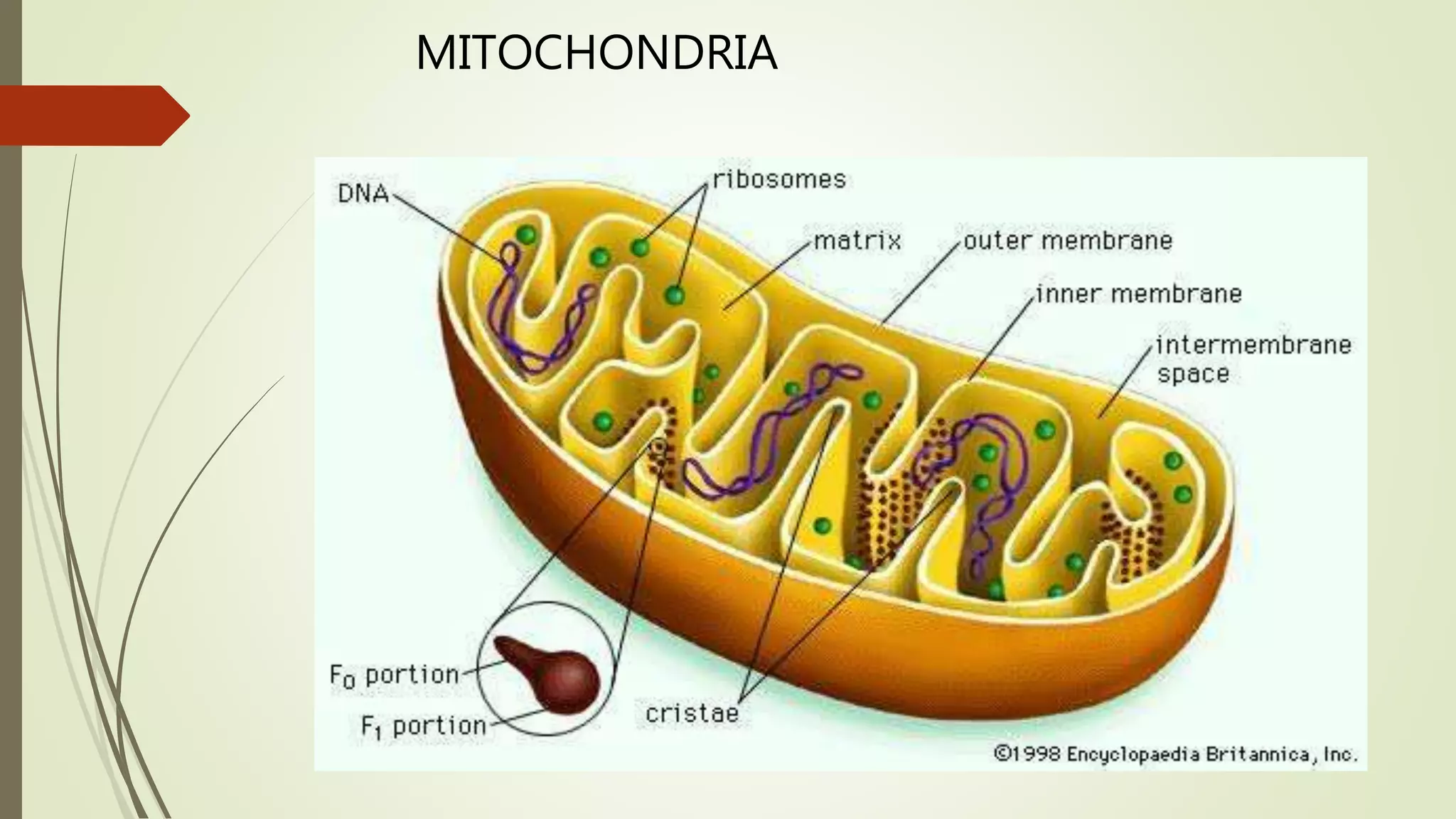 MITOCHONDRIA
 