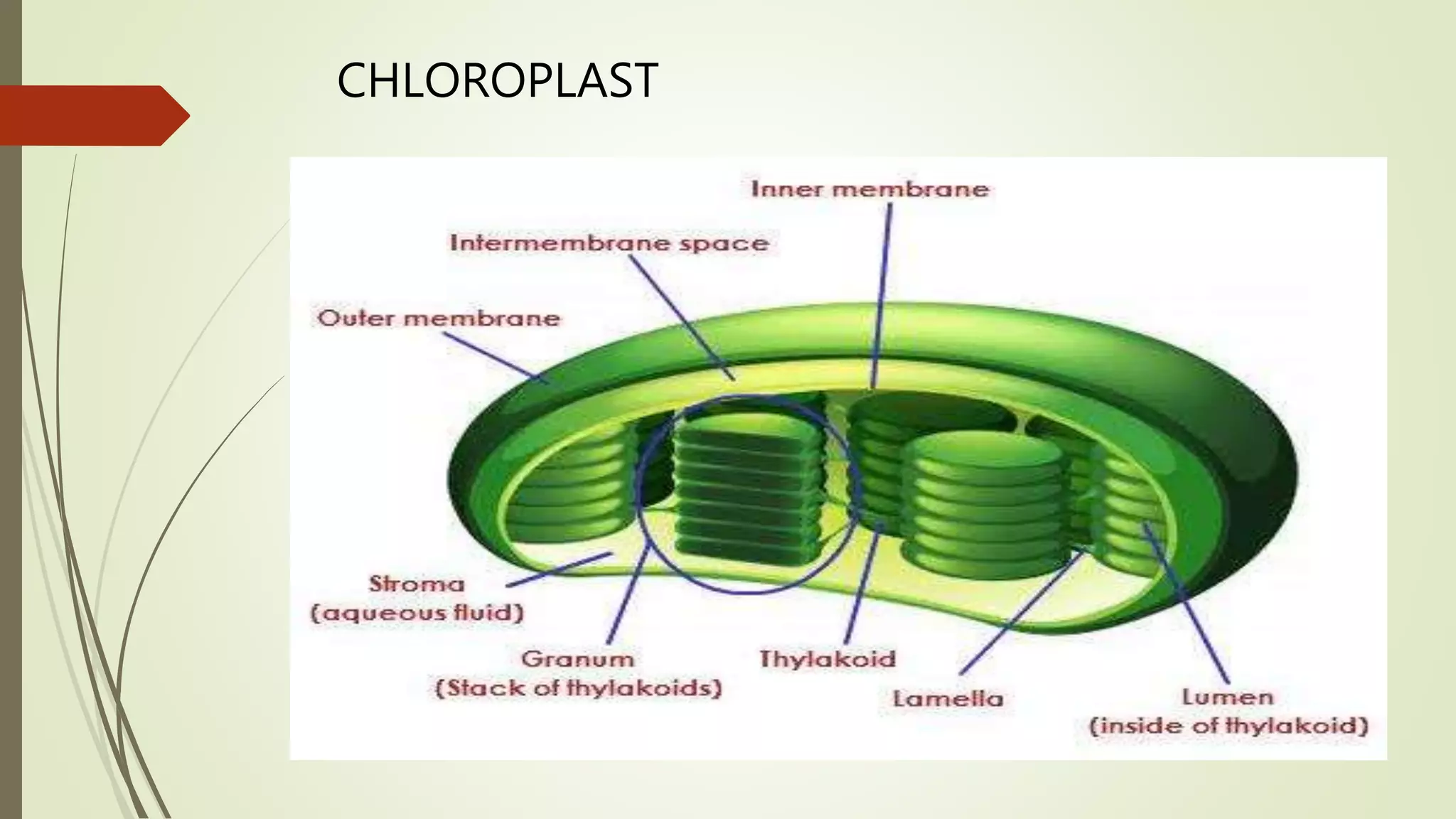 CHLOROPLAST
 