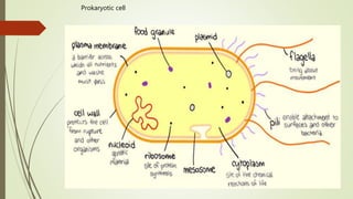 Cellular evolution | PPTX