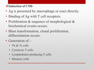 Induction of CMI-
• Ag is presented by macrophage or react directly.
• Binding of Ag with T cell receptors.
• Proliferation & sequence of morphological &
biochemical events occurs.
• Blast transformation, clonal proliferation,
differentiation occurs.
• Generation of –
• Th & Ts cells
• Cytotoxic T cells
• Lymphokines producing T cells
• Memory cells
 