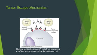Tumor Escape Mechanism
Blocking antibodies prevent T cells from interacting
with TAAs and from destroying the malignant cell
 
