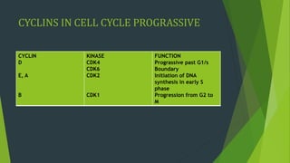 CYCLINS IN CELL CYCLE PROGRASSIVE
CYCLIN
D
E, A
B
KINASE
CDK4
CDK6
CDK2
CDK1
FUNCTION
Prograssive past G1/s
Boundary
Initiation of DNA
synthesis in early S
phase
Progression from G2 to
M
 